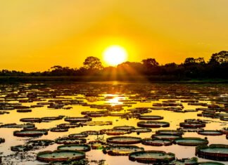 O Pantanal em risco: bioma enfrenta seca histórica, queimadas recordes e ameaça de colapso ecológico